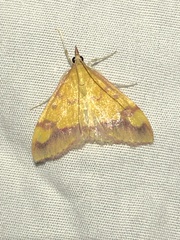 Pyrausta perrubralis