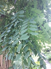Robinia pseudoacacia