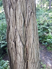 Robinia pseudoacacia
