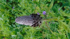 Pedicularis atropurpurea