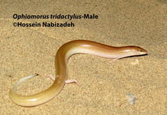 Ophiomorus tridactylus
