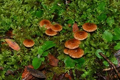 Laccaria canaliculata