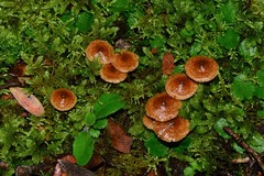 Laccaria canaliculata