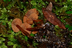 Laccaria canaliculata