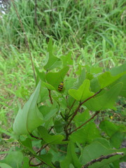 Paranapiacaba connexa