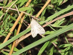 Loxostege aeruginalis