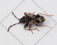 Scolopostethus decoratus