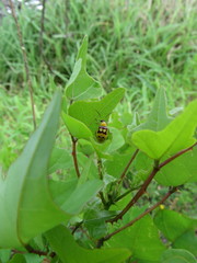 Paranapiacaba connexa