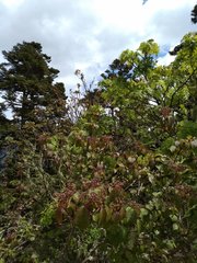 Viburnum betulifolium