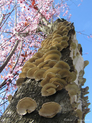 Trametes versicolor