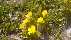 Trollius ranunculinus
