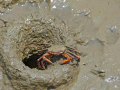 Metaplax elegans