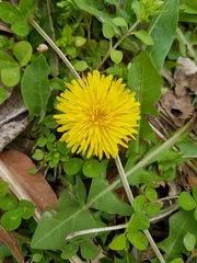 Taraxacum officinale