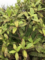 Kadua