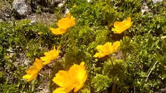 Trollius ranunculinus