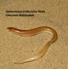 Ophiomorus tridactylus