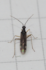 Dicyphus errans