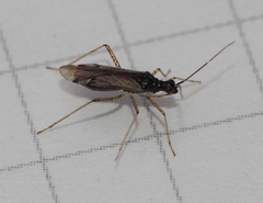 Dicyphus errans