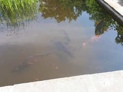 Cyprinus