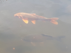 Cyprinus