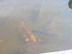 Cyprinus
