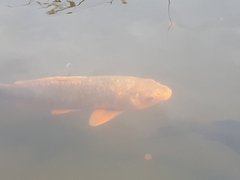 Cyprinus