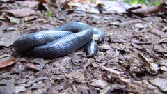 Amblyodipsas concolor