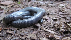 Amblyodipsas concolor