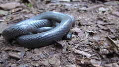 Amblyodipsas concolor