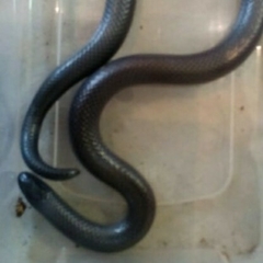 Amblyodipsas concolor