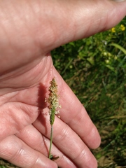 Alopecurus geniculatus