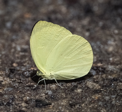 Gandaca harina distanti