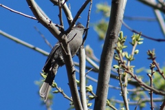 Phainopepla nitens