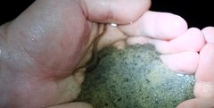 Anguilla rostrata