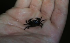 Hemigrapsus sanguineus