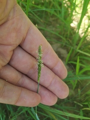 Alopecurus geniculatus