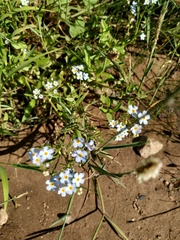 Alopecurus geniculatus