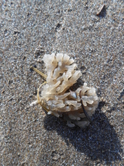 Porifera