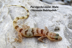 Parsigecko ziaiei