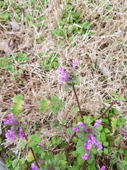 Lamium amplexicaule