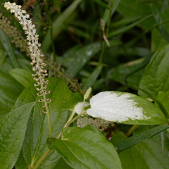 Saururus chinensis