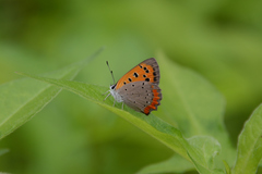 Lycaena phlaeas daimio