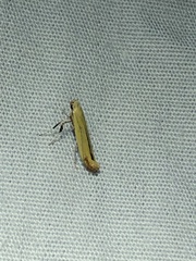 Caloptilia nondeterminata