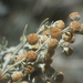 Artemisia - Photo (c) Luciano Arcorace,  זכויות יוצרים חלקיות (CC BY-NC), הועלה על ידי Luciano Arcorace