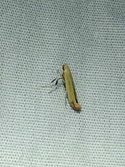 Caloptilia nondeterminata