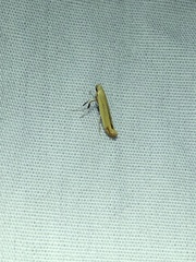 Caloptilia nondeterminata