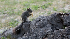 Sciurus niger limitis