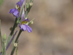 Delphinium halteratum