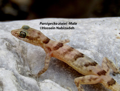 Parsigecko ziaiei