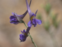 Delphinium halteratum